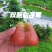 黑糖芭比莲雾｜台农3号超脆清甜