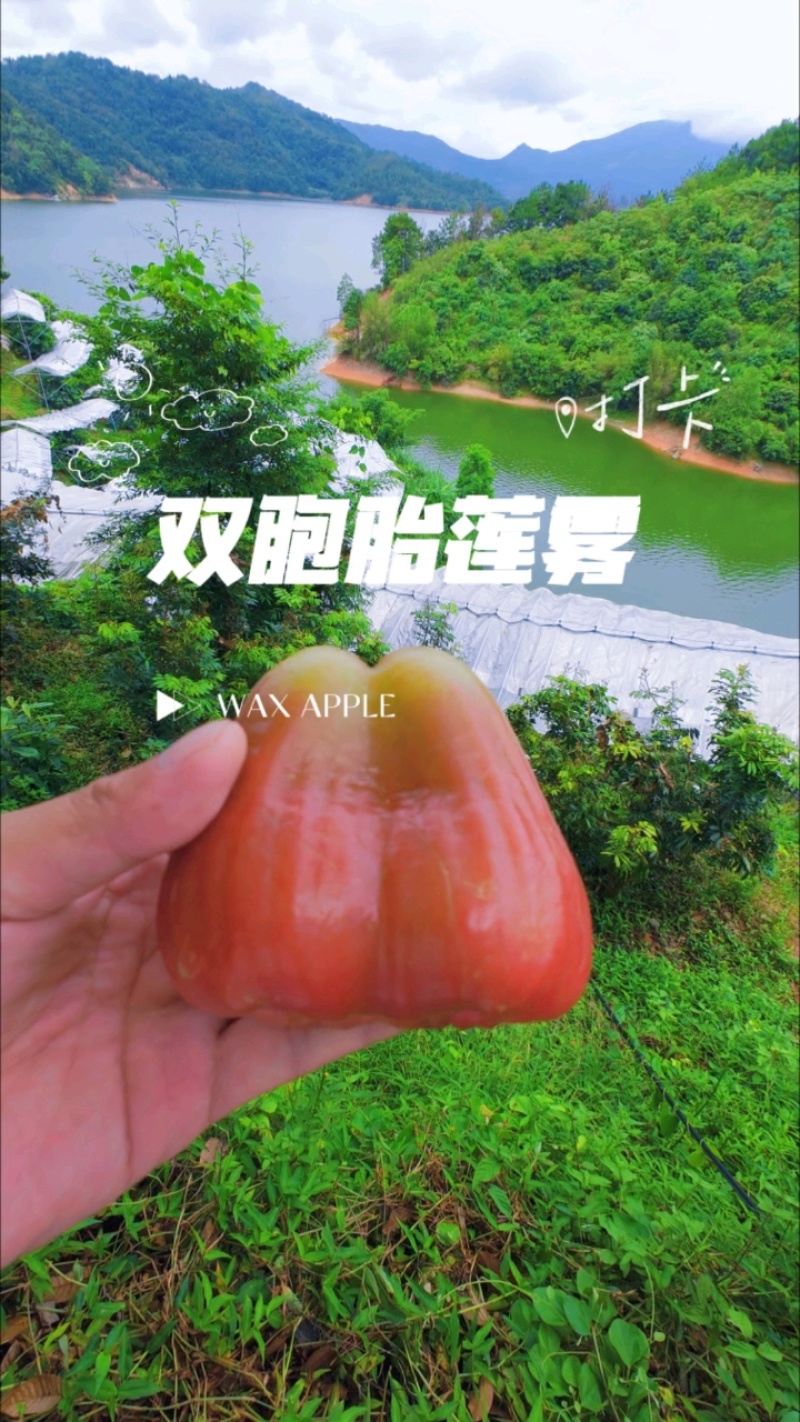 黑糖芭比莲雾｜台农3号超脆清甜