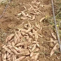 沙土地种植高端冰糖心蜜薯白哈蜜红薯地瓜基地直供电商平台