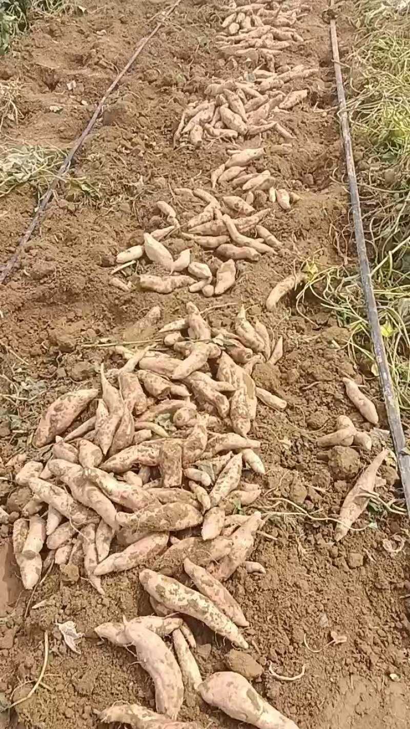 沙土地种植高端冰糖心蜜薯白哈蜜红薯地瓜基地直供电商平台