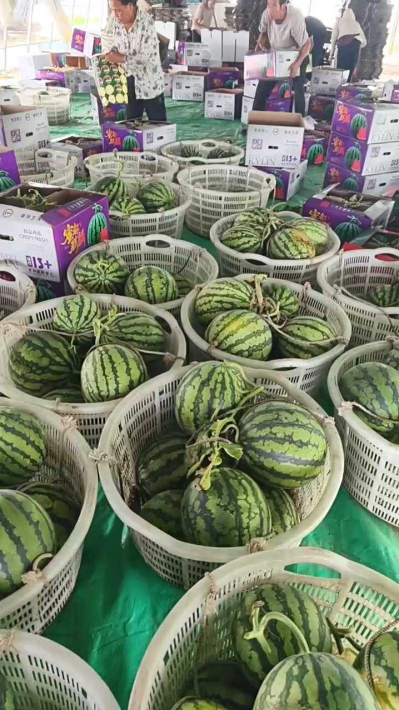 精品无籽麒麟西瓜大红瓤个头均匀甜度好产地直发