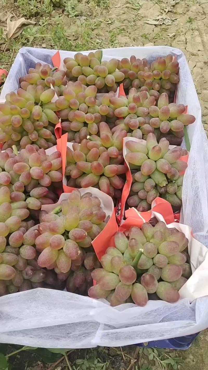 精品茉莉香葡萄大量供应，欢迎订购