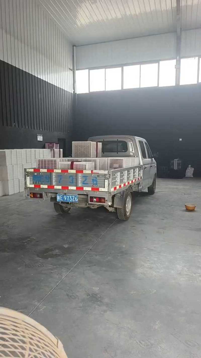 陕西大荔冬枣，大荔原产地代收代发，供应商超档口，可合作供