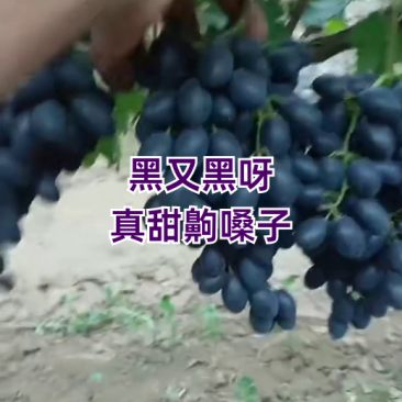 A17紫甜无核葡萄口感**脆甜多汁现摘现发保证新