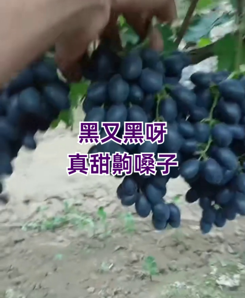 A17紫甜无核葡萄口感**脆甜多汁现摘现发保证新