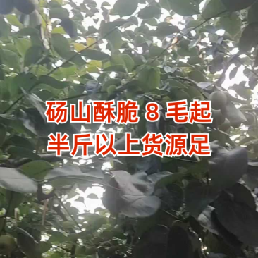 酥脆一号梨，，翠冠。货源充足，产地直发保甜