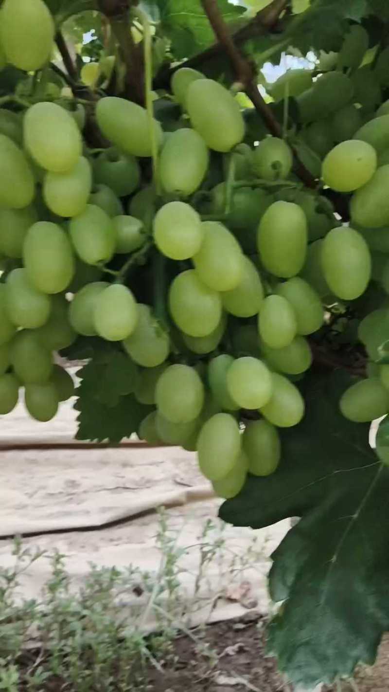 陕西青提维多利亚葡萄大量上市，可大量供应市场电商