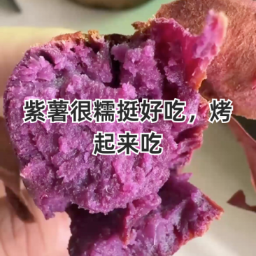 湖北紫罗兰紫薯，新鲜上市，价格美丽，欢迎对接合作