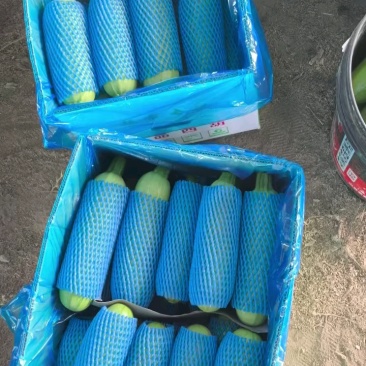 山东精品无痕绿皮西葫芦质量好瓜条直电商，市场，超市