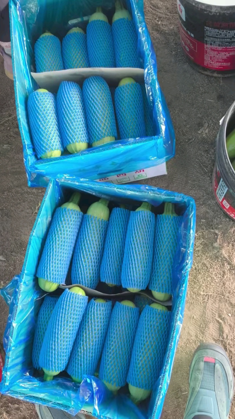 山东精品无痕绿皮西葫芦质量好瓜条直电商，市场，超市