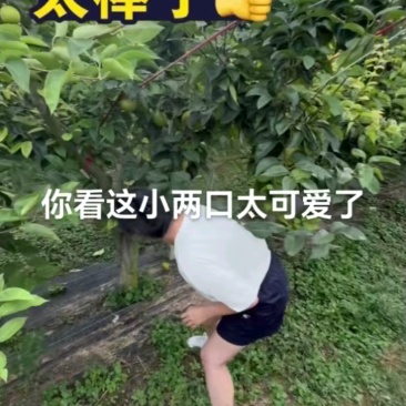 苏州树山翠冠梨，精品7两起，纯甜无渣