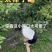 苏州树山翠冠梨，精品7两起，纯甜无渣