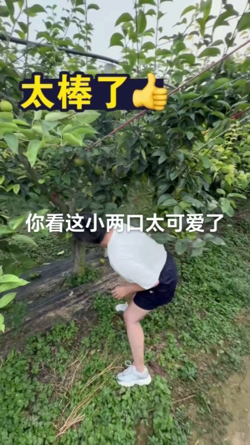 苏州树山翠冠梨，精品7两起，纯甜无渣