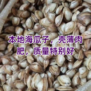连云港海瓜子产地直发，可视频看货，欢迎致电联系