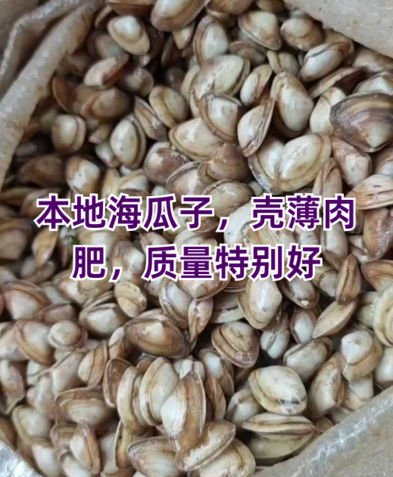 连云港海瓜子产地直发，可视频看货，欢迎致电联系