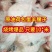 原油羊腰子，品质稳定，烧烤佳品！常年稳定供应