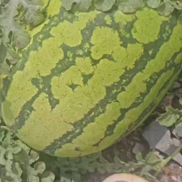 （硒砂瓜）宁夏中卫石头瓜丶产地直发整车批发大吨位供应