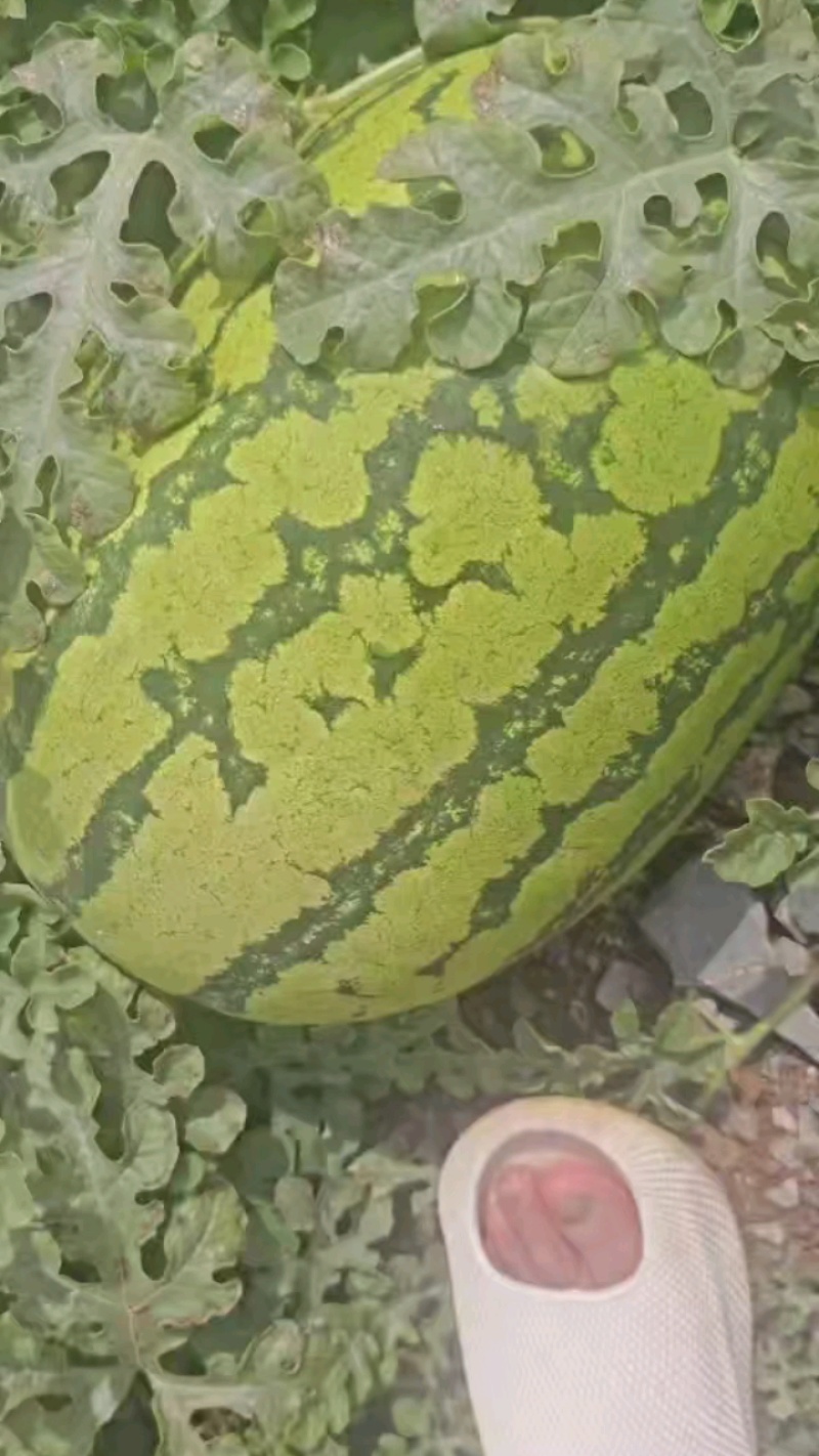 （硒砂瓜）宁夏中卫石头瓜丶产地直发整车批发大吨位供应
