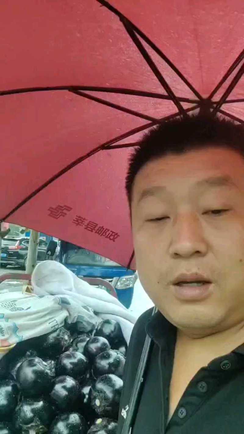 【茄子】聊城紫光圆茄，产地现货，产品保质保量欢迎选购