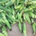 黏糯鲜食玉米种植基地直销全国价格0.70元需要者与我联系