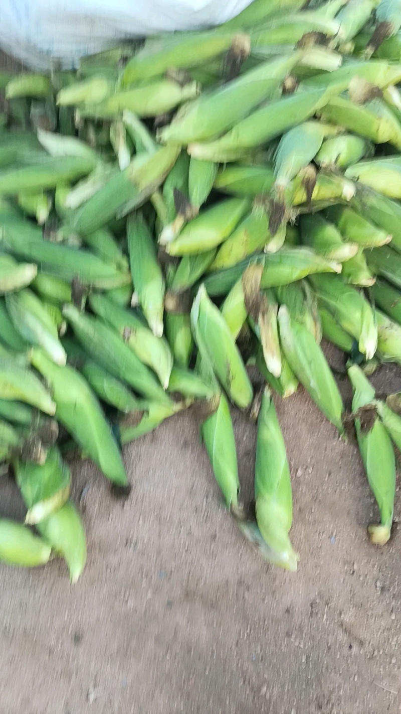 黏糯鲜食玉米种植基地直销全国价格0.70元需要者与我联系