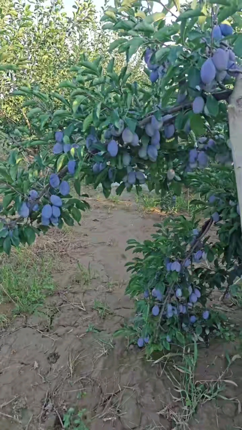 陕西西梅李子蓝西梅李子大量上市全国发货欢迎咨询