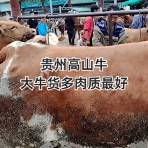 西门达尔牛再牛，繁殖母牛，繁殖公牛都有，需友的朋友可以联