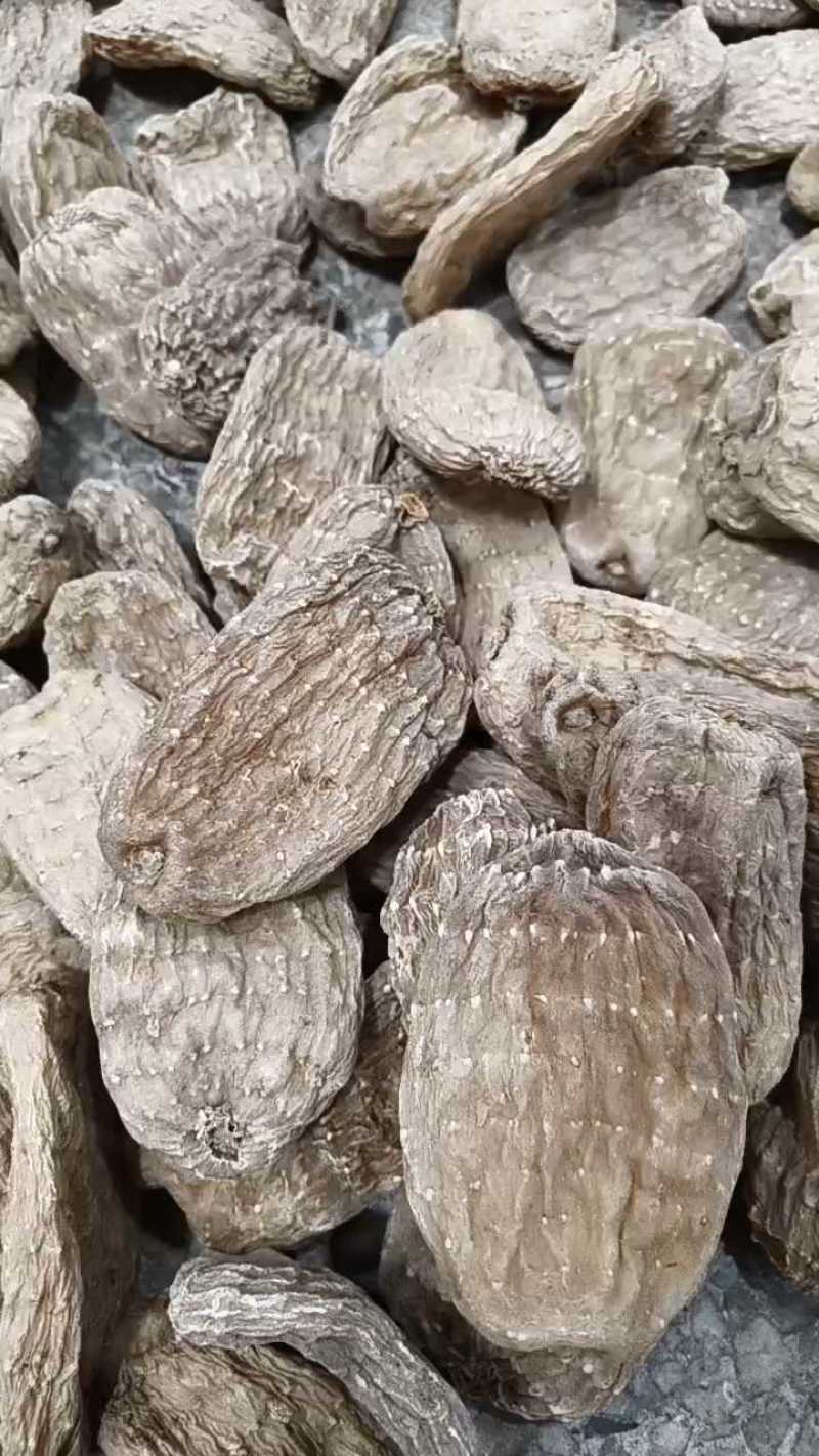 临夏天麻接近野生，145一斤，七八个