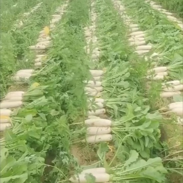 小四排现货，流水线清洗中，大量有货！