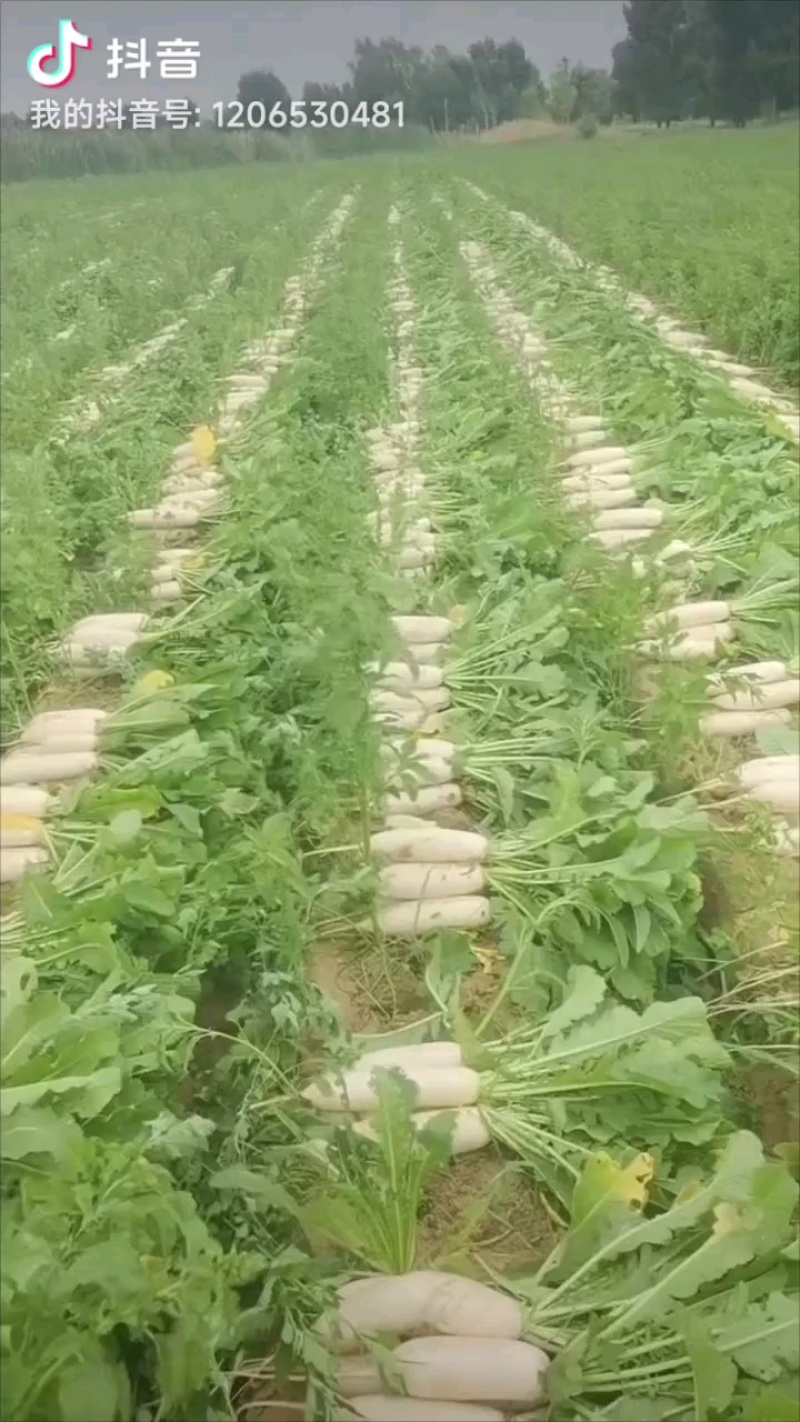 小四排现货，流水线清洗中，大量有货！