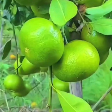 湖北特早蜜橘早熟柑橘,产地大量低价批发,薄利多销量大优惠