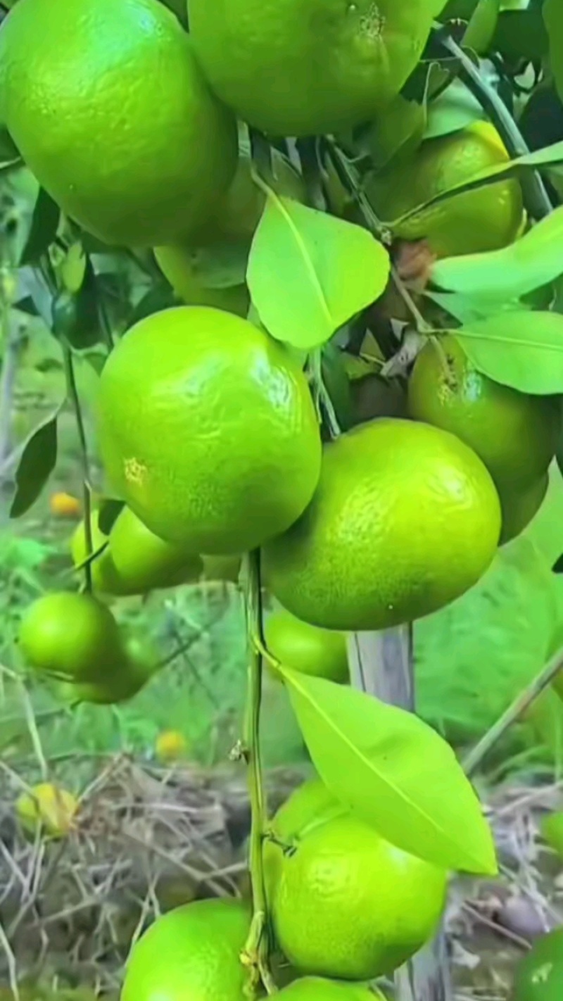 湖北特早蜜橘早熟柑橘，产地大量低价批发，薄利多销量大优惠