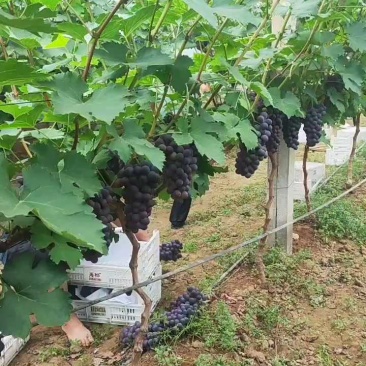 山东临沂优质巨峰葡萄大量上市