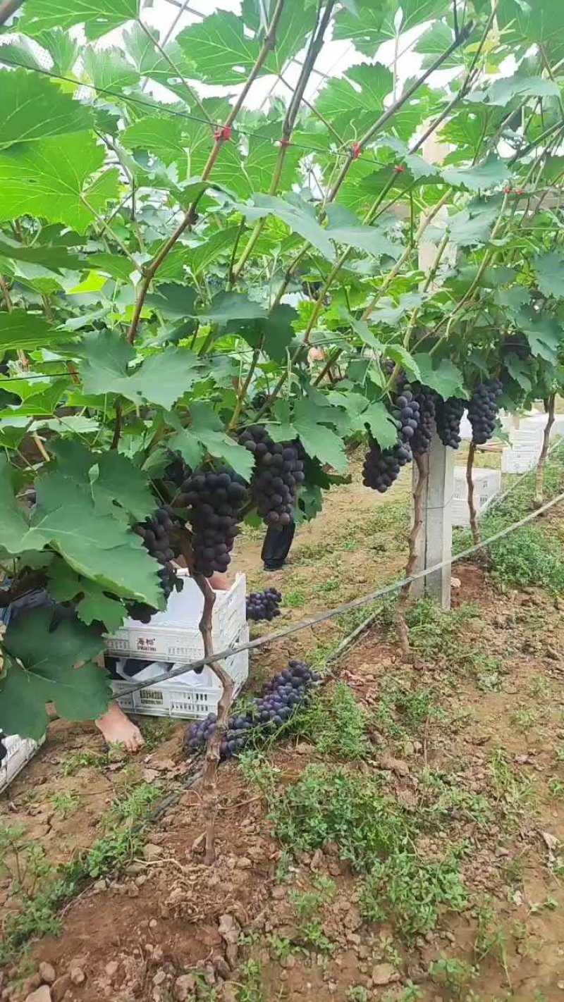 山东临沂优质巨峰葡萄大量上市