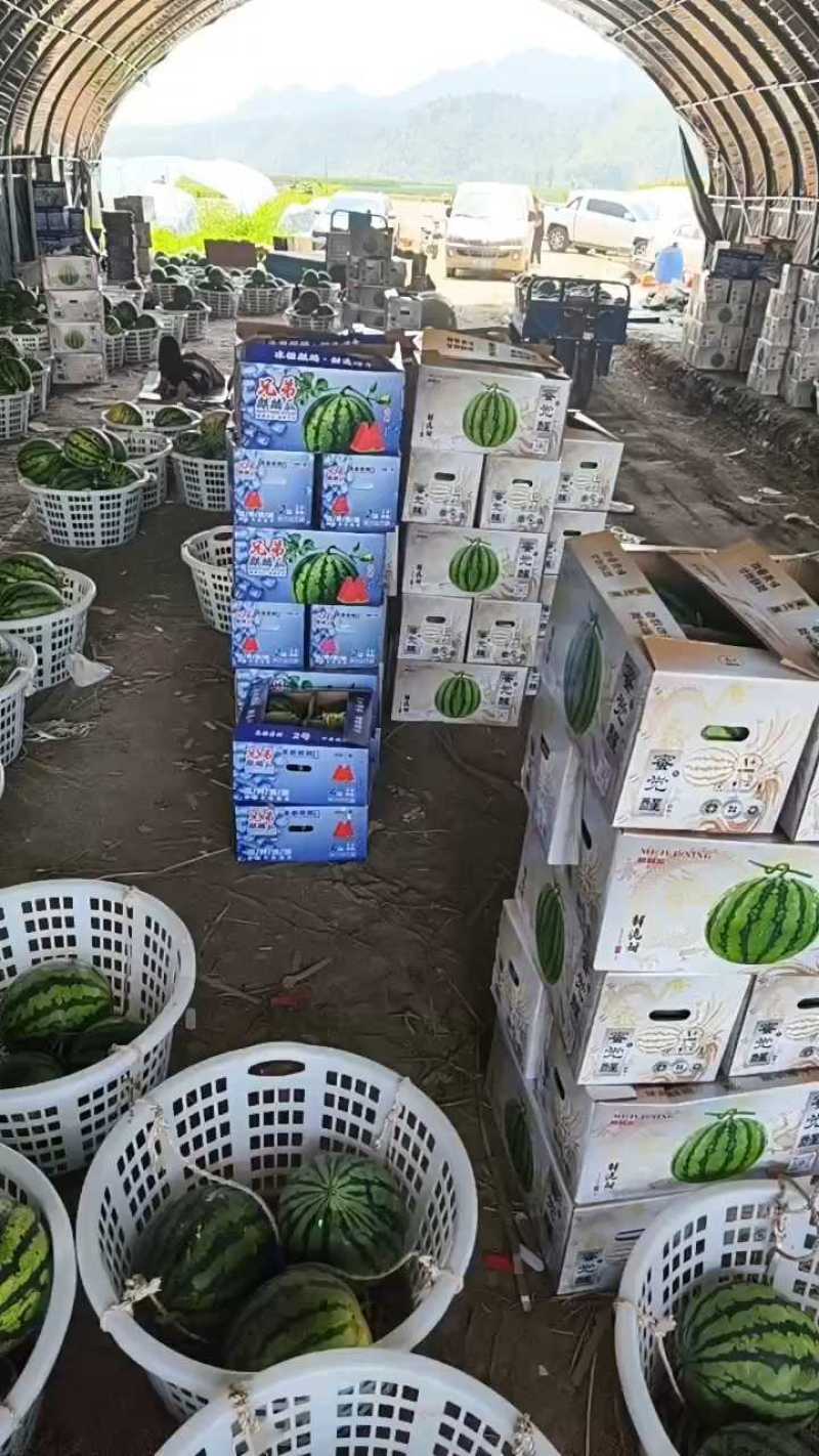 精品无籽麒麟西瓜大红瓤个头均匀甜度好产地直发