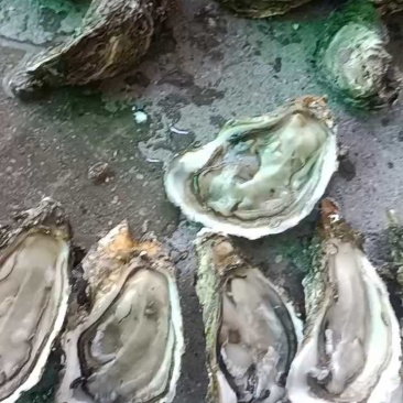 本港绳子三倍体大量上市鲜活肥美