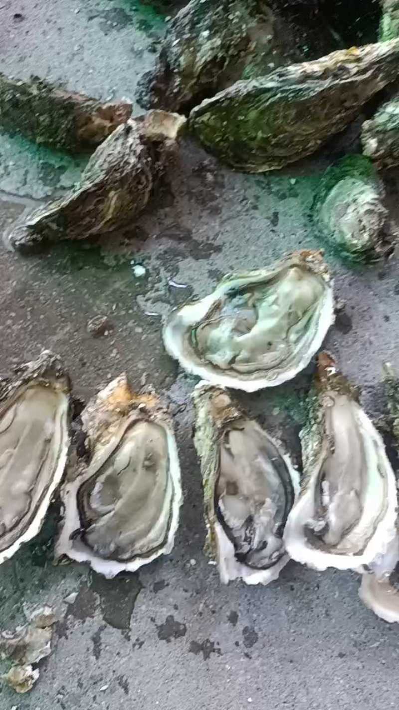 本港绳子三倍体大量上市鲜活肥美