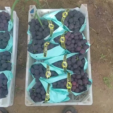 带叶便宜货，嘎嘎甜，有需要的联系