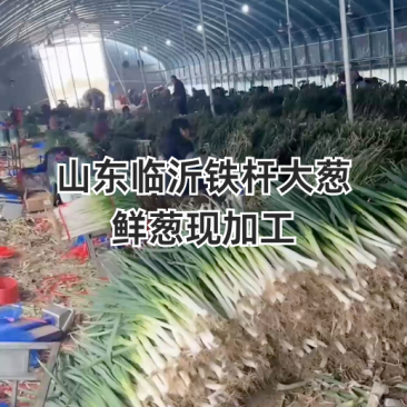 山东铁杆钢葱【产地直发】对接电商市场商超社区团购