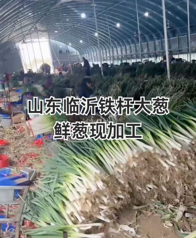 山东铁杆钢葱【产地直发】对接电商市场商超社区团购