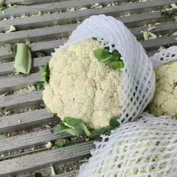 花菜一块四，无根不错