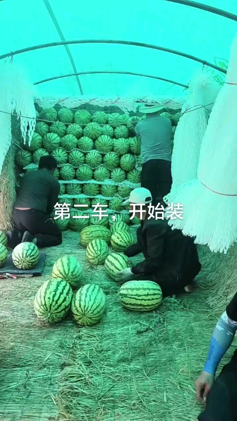 宁夏硒砂瓜石头瓜石缝瓜货源充足量大从优实力代发