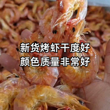 烤虾自己加工淡干无盐干度很好产地直发