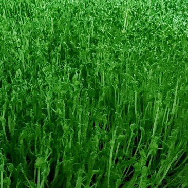 豌豆苗，水培芽苗菜豌豆苗