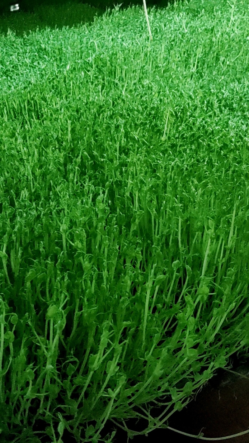 豌豆苗，水培芽苗菜豌豆苗