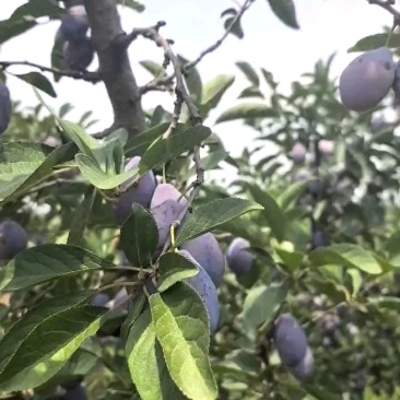 《推荐》陕西蓝西梅大量上市中价格美丽基地直发一条龙