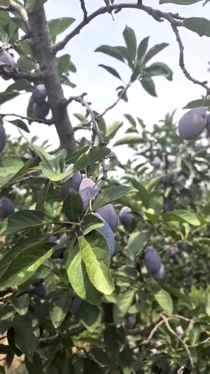 《推荐》陕西蓝西梅大量上市中价格美丽基地直发一条龙