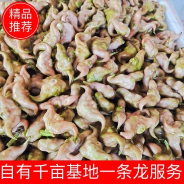 湖北仙桃菱角基地直销(市场:商超:电商平台)支持视频看货