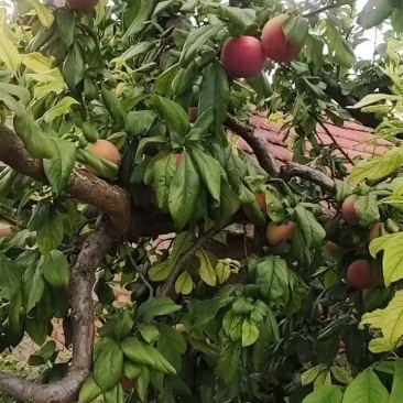 河南三门峡红宝石李子，5毛起，便宜了