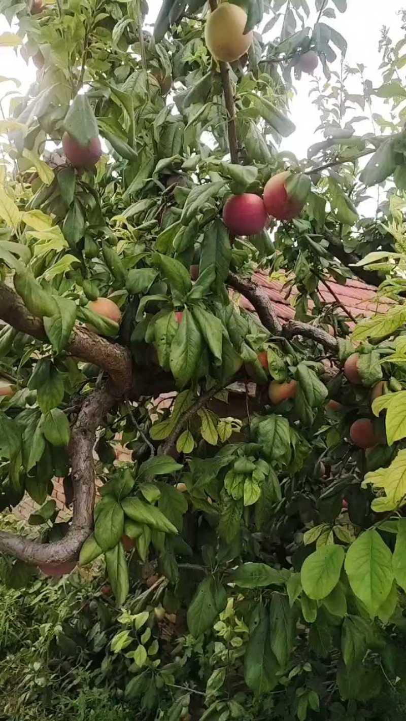 河南三门峡红宝石李子，5毛起，便宜了